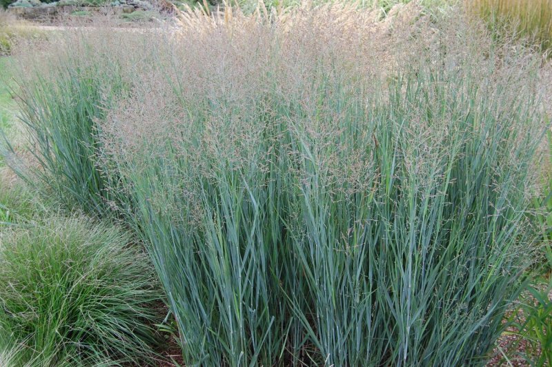 Panicum Italicum и