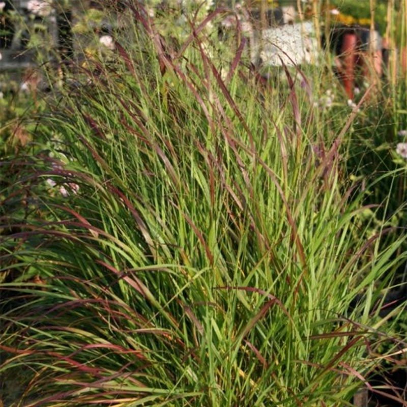 Просо прутьевидное СКВО Panicum virgatum Squaw