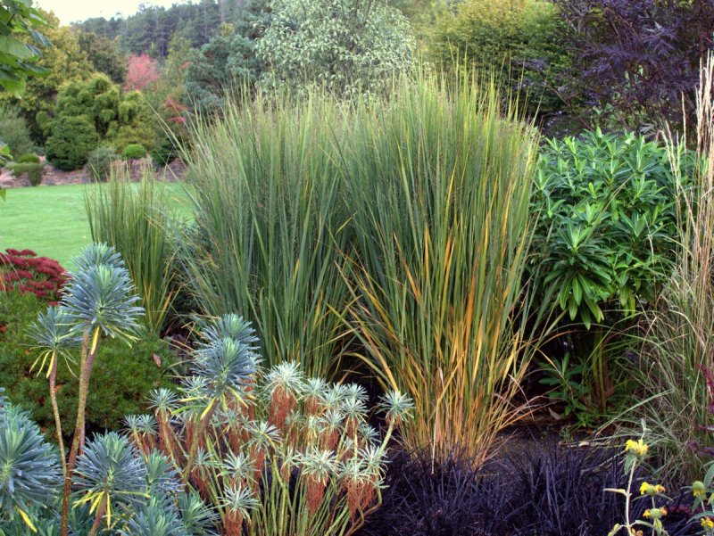 Просо Panicum virgatum Rotstrahlbusch