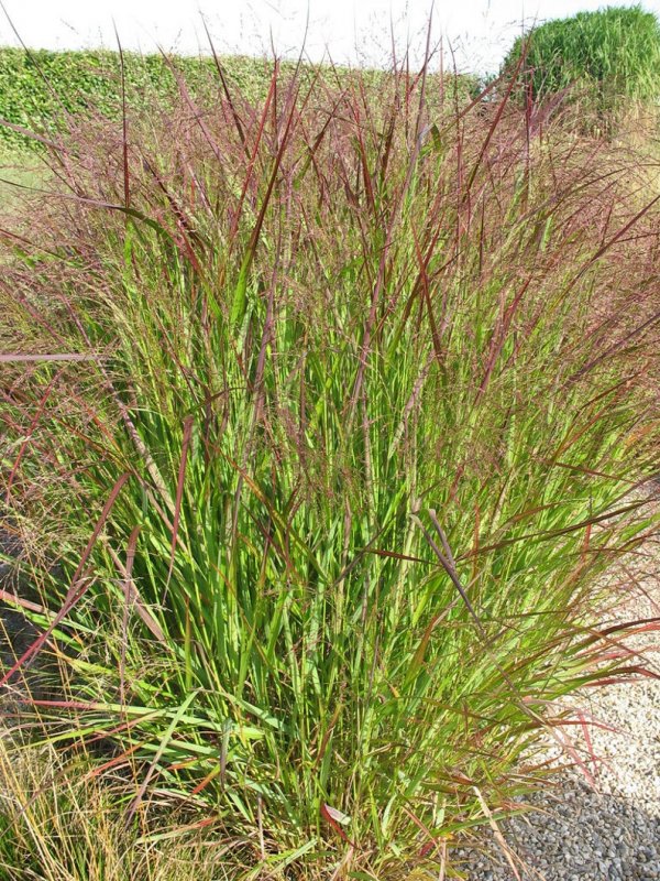 Просо прутьевидное ( Panicum virgatum `Squaw`)