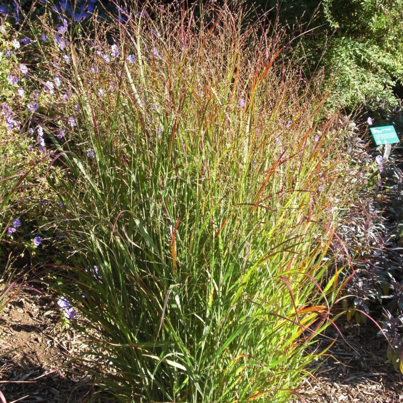 Просо прутьевидное Шенандоа Panicum virgatum "Shenandoah