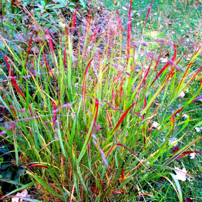 Просо прутьевидное, Panicum virgatum, "Rotstrahlbusch"