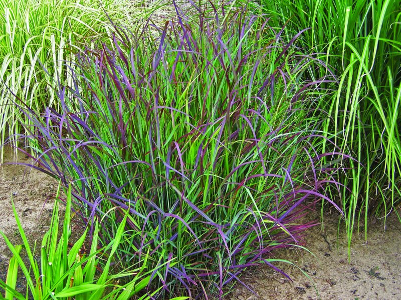 Просо прутьевидное ( Panicum virgatum 'Heavy Metal')