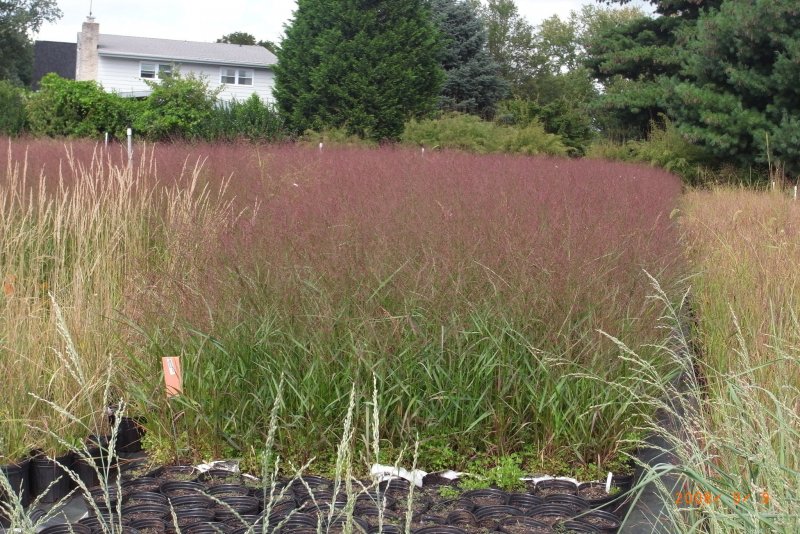 Просо прутьевидное СКВО Panicum virgatum Squaw