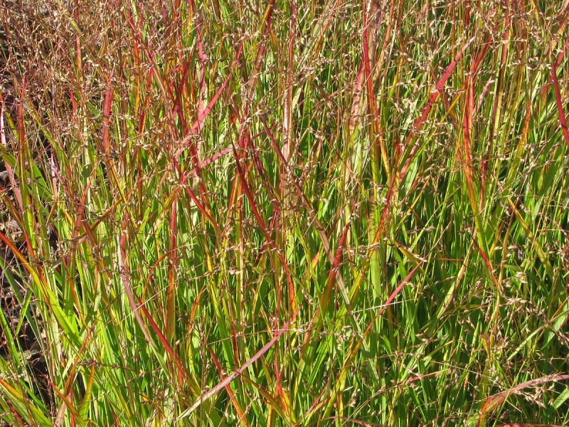 Просо прутьевидное Panicum virgatum