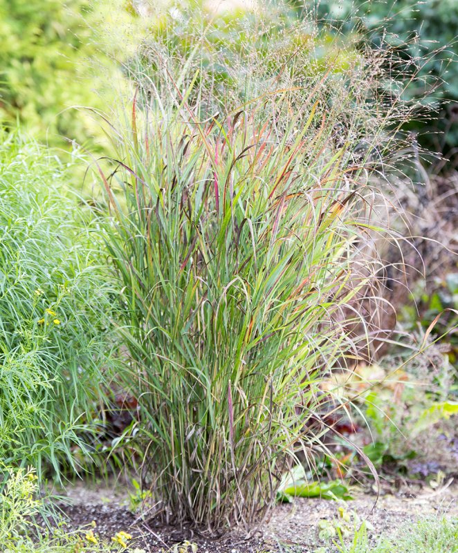 Просо прутьевидное Шенандоа Panicum virgatum "Shenandoah