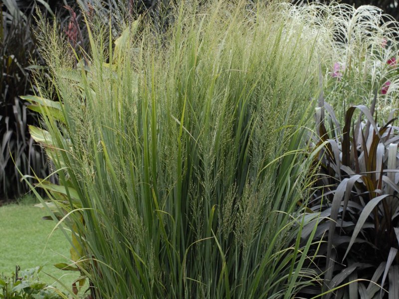 Просо Panicum virgatum Purple Breeze