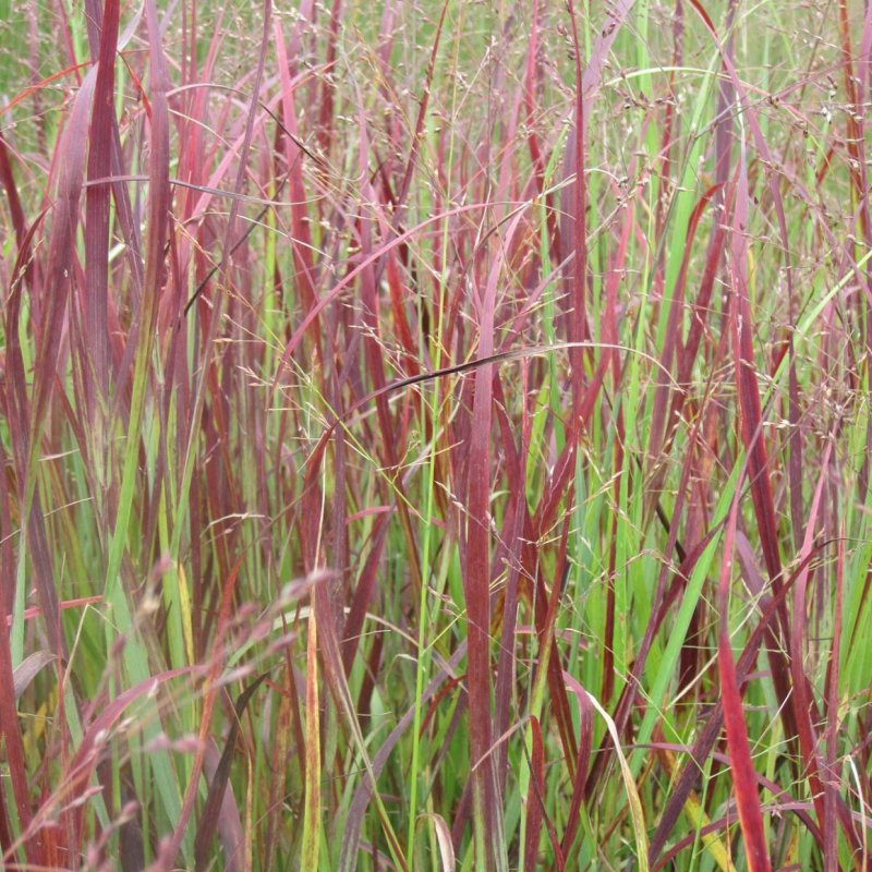 Просо прутьевидное Panicum virgatum