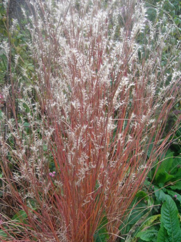 Просо прутьевидное "Shenandoah" (Panicum virgatum)