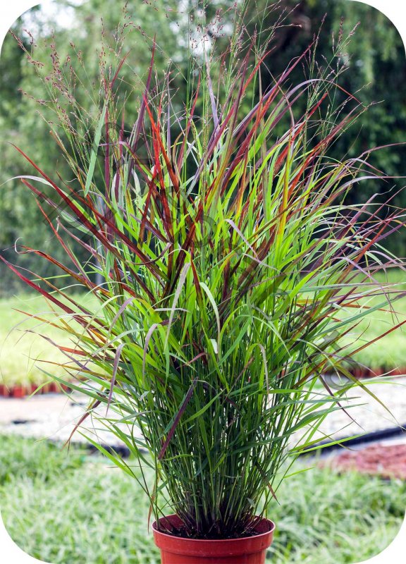 Просо прутьевидное, Panicum virgatum, "Rotstrahlbusch"