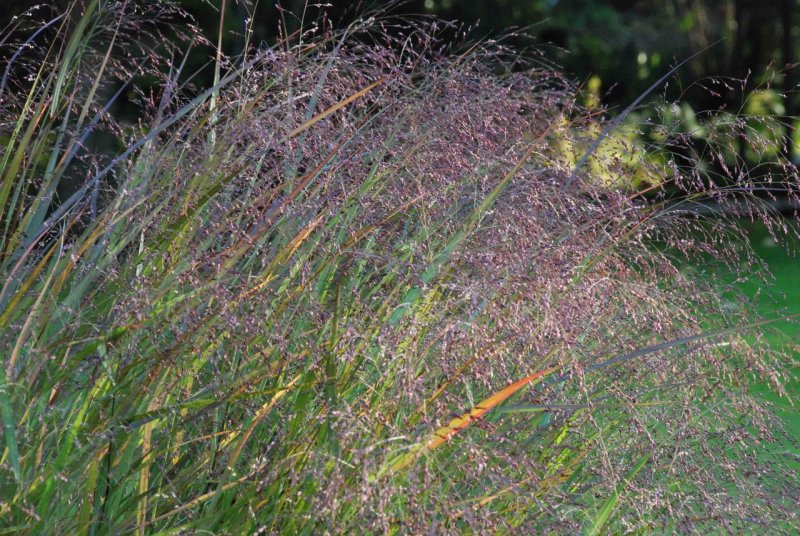 Просо прутьевидное ( Panicum virgatum `Squaw`)