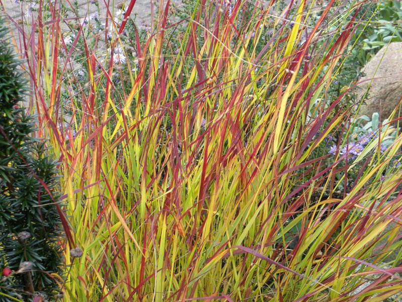 Просо Panicum virgatum Rotstrahlbusch
