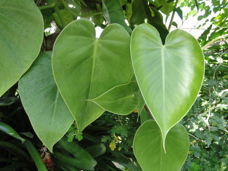 Филодендрон Heart Leaf