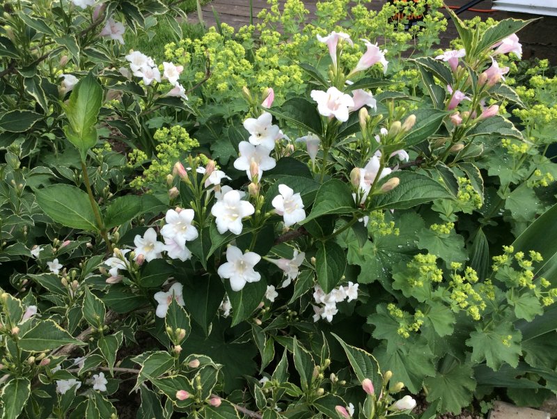 Вейгела Цветущая (Weigela Florida Bristol Ruby
