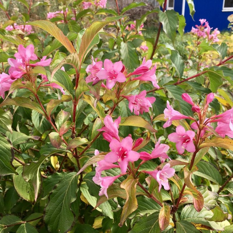 Weigela Florida Minor Black