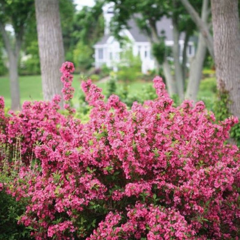 Weigela japonica
