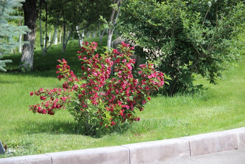 Вейгела кустарник