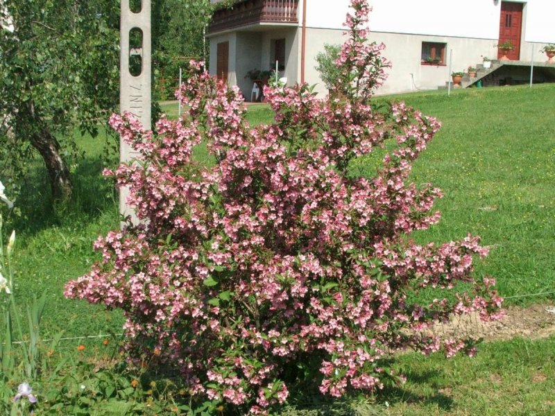 Вейгела пестролистная фото