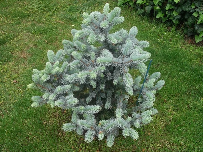Ель колючая Picea pungens