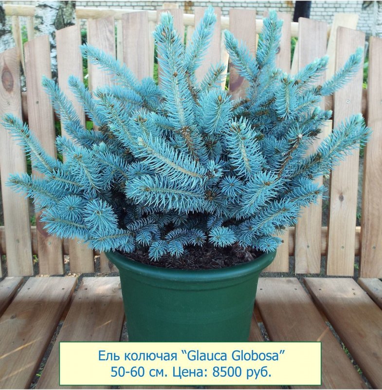 Глаука Мисти Блю
