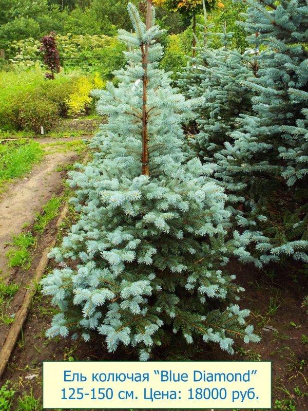 Ель Блю Даймонд