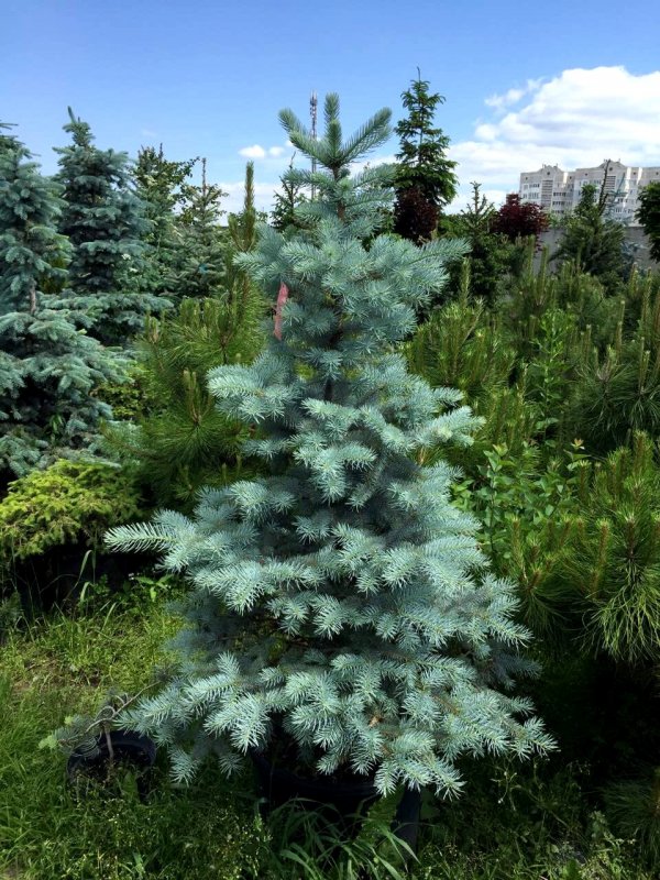 Ель голубая Блю Даймонд