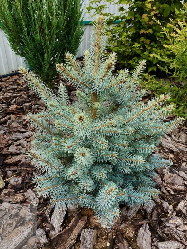 Ель колючая – Picea pungens «Montgomery»