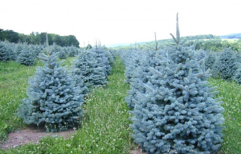 Picea pungens 'prima Ballerina'