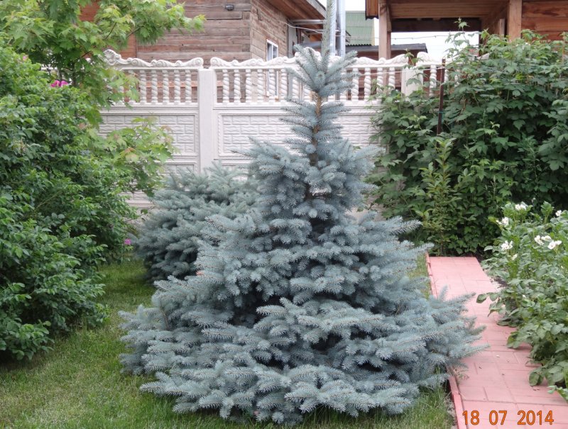 Ель Блю Диамант