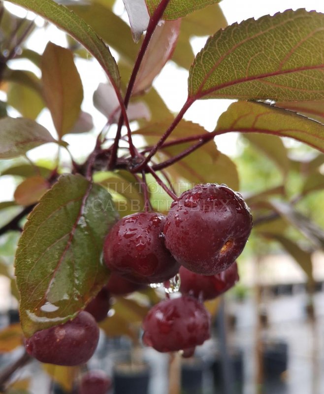 Яблоня 'Скарлет', Malus 'Scarlet',