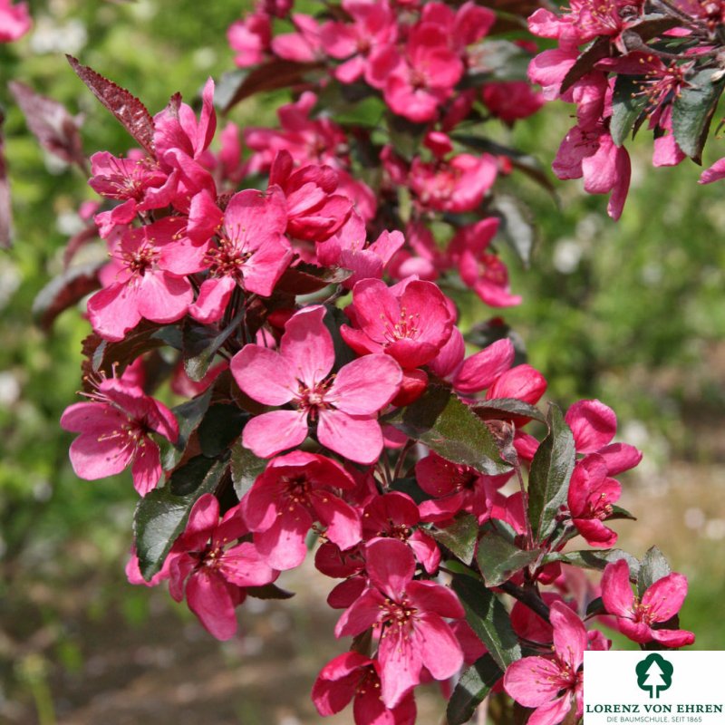 Яблоня 'Скарлет', Malus 'Scarlet',