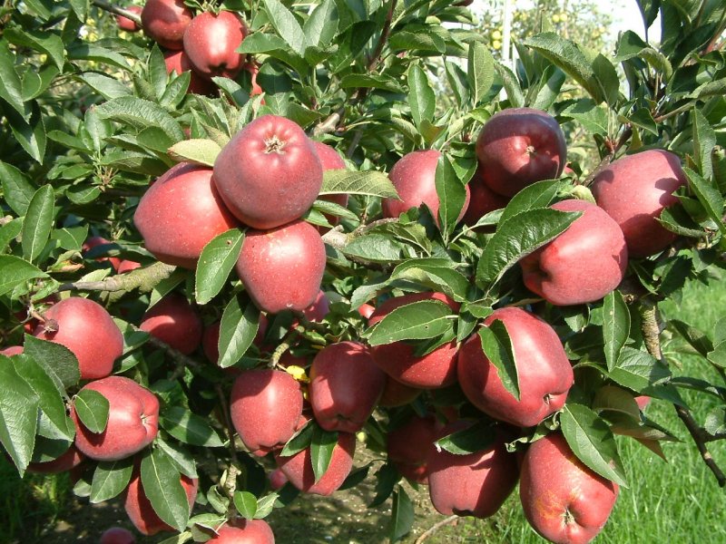 Яблоня Malus Royalty
