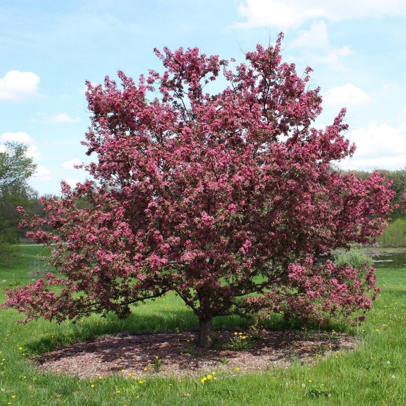 Malus toringo 'Scarlett'