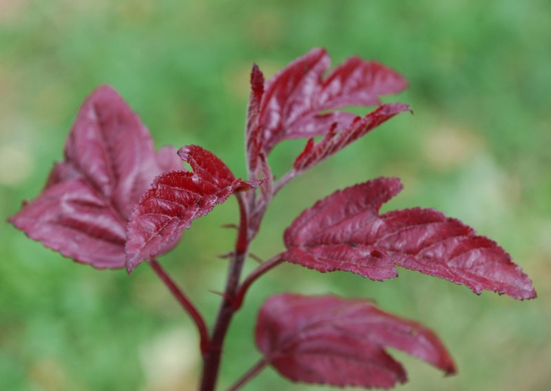 Яблоня Malus pumila полиплоид