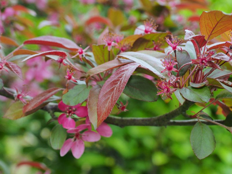 Malus toringo 'Scarlett'
