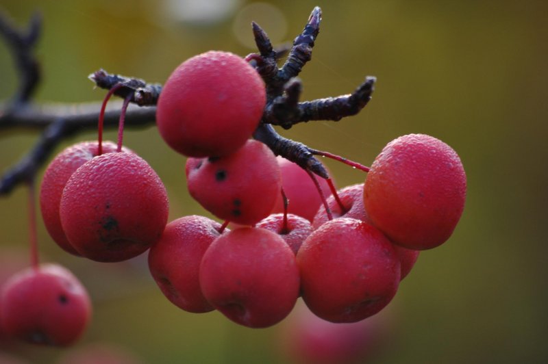 Боярышник laevigata 'Paul's Scarlet'