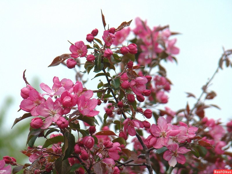 Яблоня floribunda