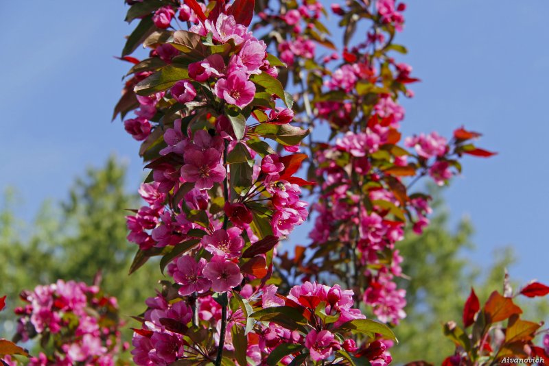 Яблоня Рудольф Malus Rudolph