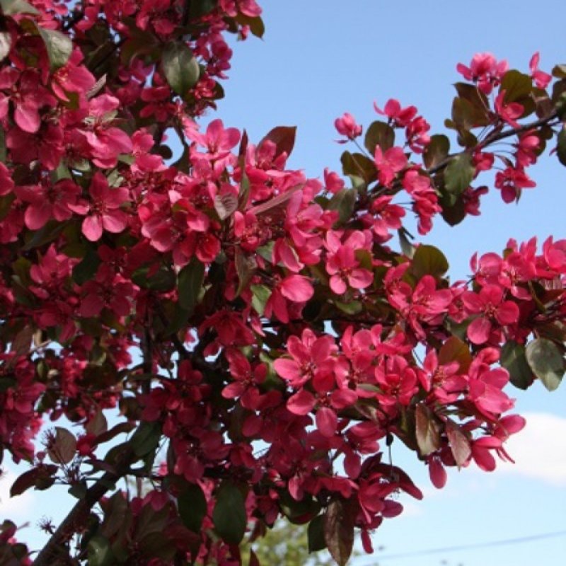 Яблоня 'Скарлет', Malus 'Scarlet',