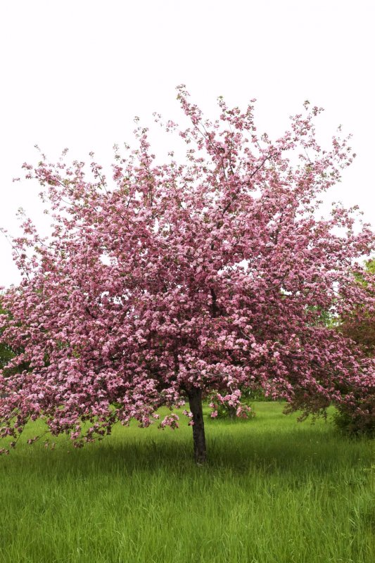 Яблоня 'Скарлет', Malus 'Scarlet',