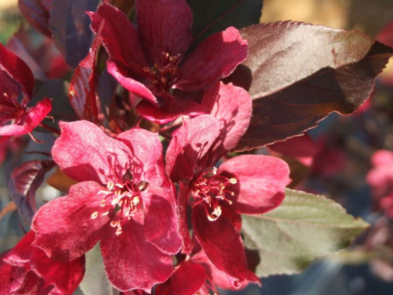 Malus toringo