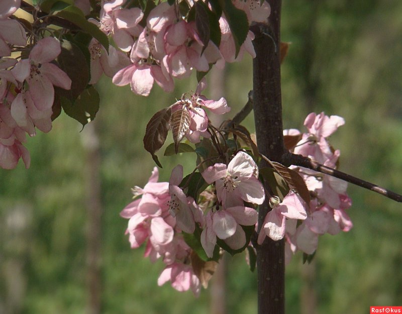 Яблоня декоративная Malus baccata