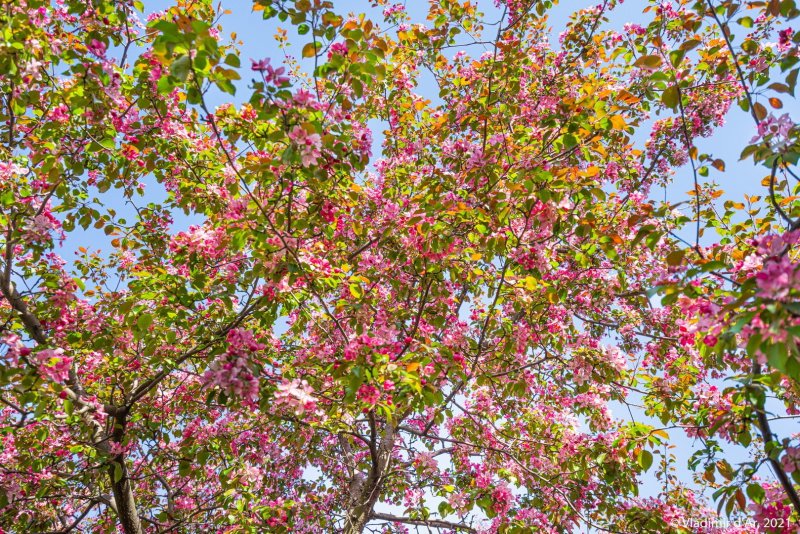 Яблоня пурпурная Malus purpurea