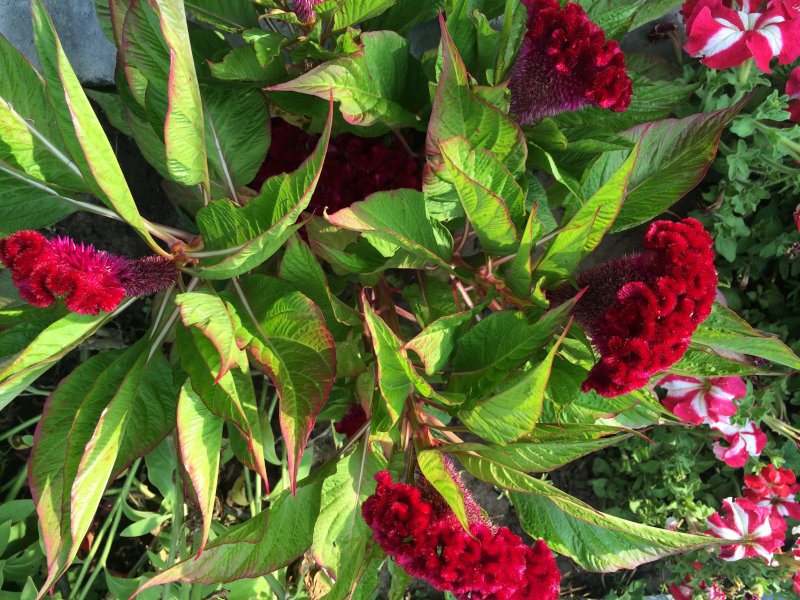 Celosia cristata