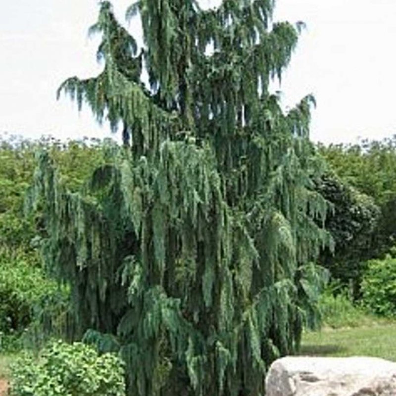Кипарис Гималайский