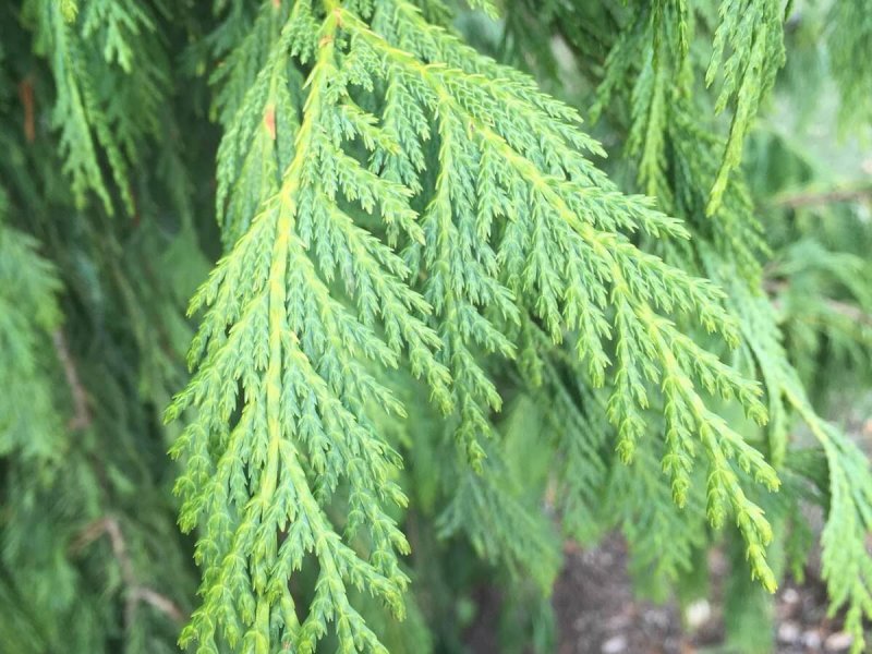 Fagus sylvatica Aurea pendula