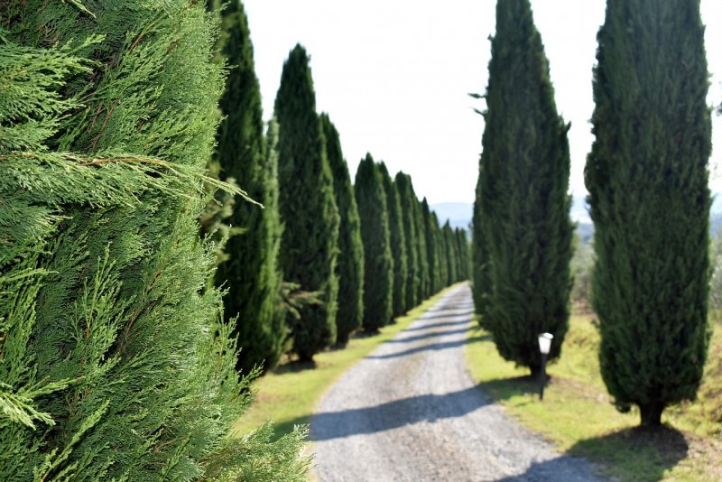 Chamaecyparis nootkatensis pendula