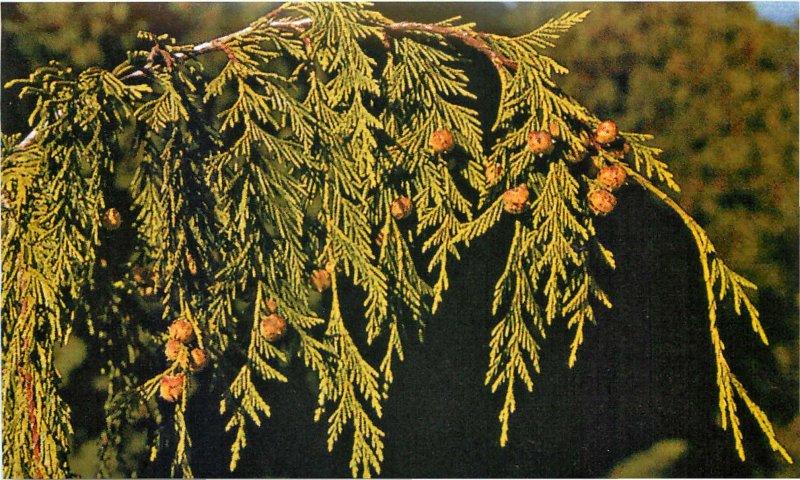 Кипарис Плакучий Cupressus Funebris