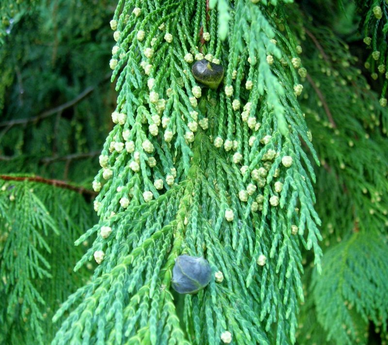 Cupressus Funebris