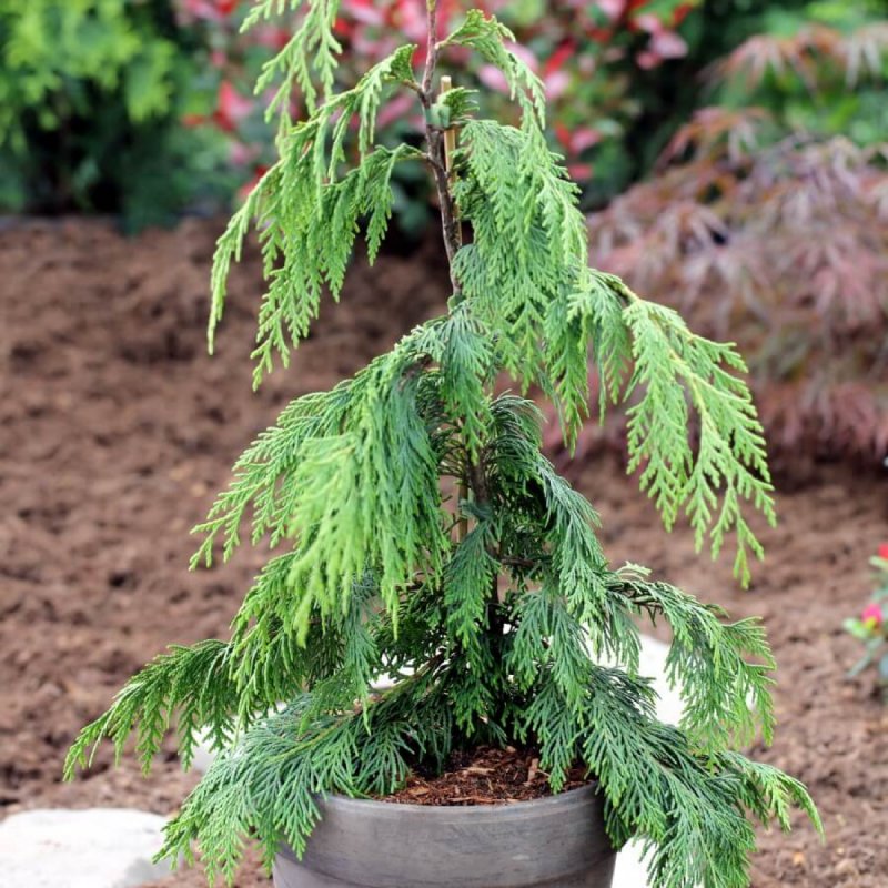 Chamaecyparis nootkatensis pendula